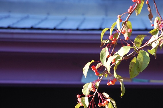 [PurpleHouseWindow22.jpg]