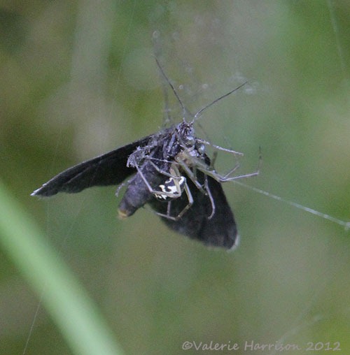 [spider-pos-Linyphia-triangularis-eat.jpg]