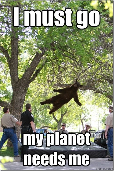 falling-bear-meme-3