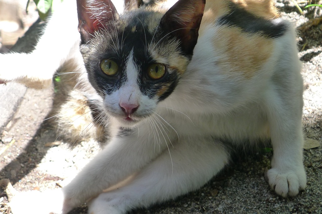 [Portrait%2520of%2520a%2520Cat%255B3%255D.jpg]