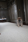 I keep hearing interesting sounds coming from the brown room.  There seems to be more animals that I need to meet.