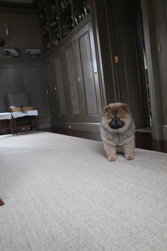 I keep hearing interesting sounds coming from the brown room.  There seems to be more animals that I need to meet.