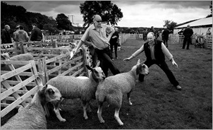 STOPPING SHEEP. Neil Maughan