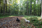 Finding Signs of Autumn in the Woodland
