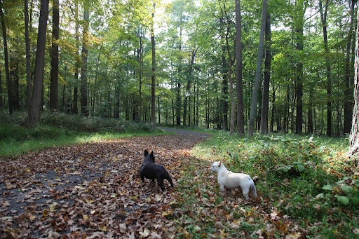 The sunlight, trickling in through the trees, the bright colored leaves on the ground—what a beautiful autumn day in the forest, Sharkey!