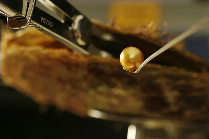 Image Dimension: 700x465 :: The making of Golden Pearl on the island of Palawan in southwestern Philippines The making of Golden Pearl on the island of Palawan in southwestern Philippines