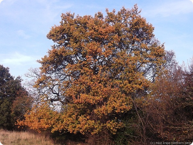 wear oak tree