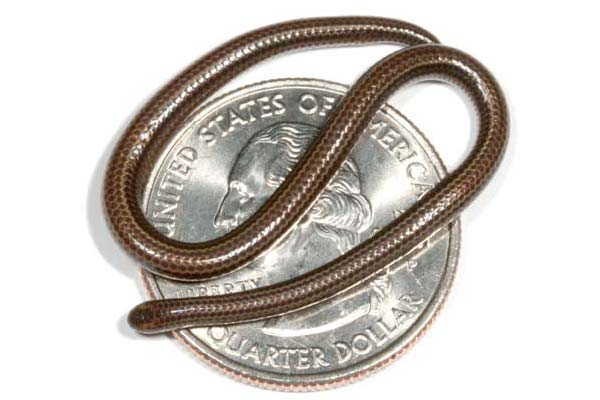 9- A menor serpente do mundo 9- A menor serpente do mundo