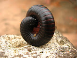 South Africa - 034.JPG