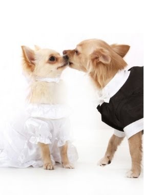 [UrbanPup27.jpg]
