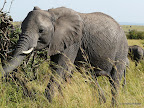 Masai Mara
