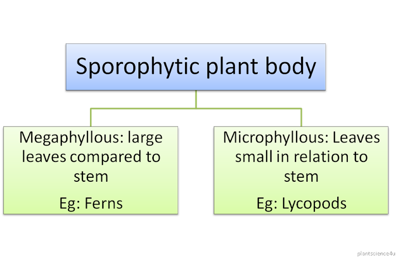 megaphyllous and microphyllous pteridophytes megaphyllous and microphyllous pteridophytes