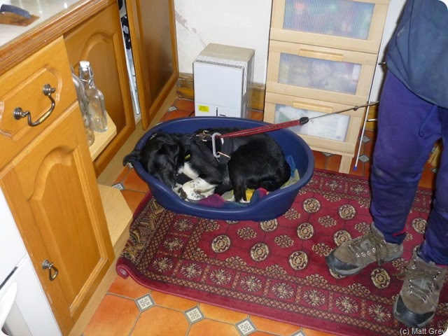 lucky snaffles a dog bed