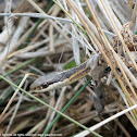 Common Ribbonsnake