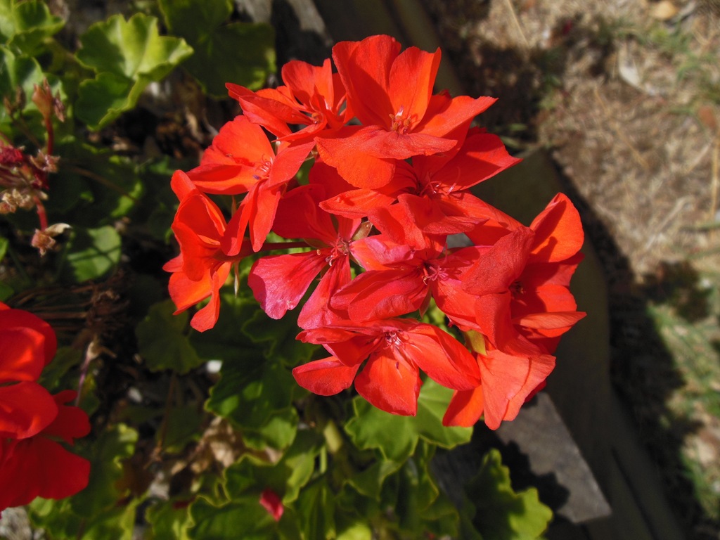 [red%2520geranium%255B3%255D.jpg]