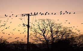 c0 Birds on a wire at sunrise