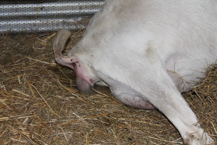 [aprilgoats13%2520021%255B4%255D.jpg]