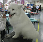 Samoyed