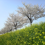 20100411__鶴見川沿いの桜