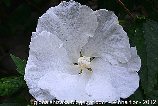 Glória Ishizaka - minhas flores - 2012 - 26