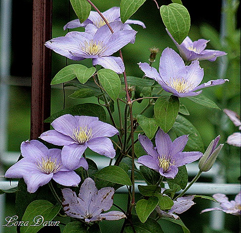 [Silvermoon_Clematis_June14%255B8%255D.jpg]