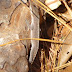 Carolina%252520anole
