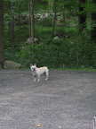Franny, I have an idea.  Come with me for a little stroll down the carriage road.  You never know what we'll find.