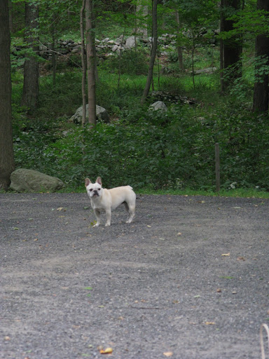Franny, I have an idea.  Come with me for a little stroll down the carriage road.  You never know what we'll find.