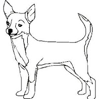 chiuahua