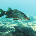 Snook @ Bari reef