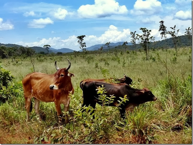Lethem_Linden_Road_DSC06592 Lethem_Linden_Road_DSC06592