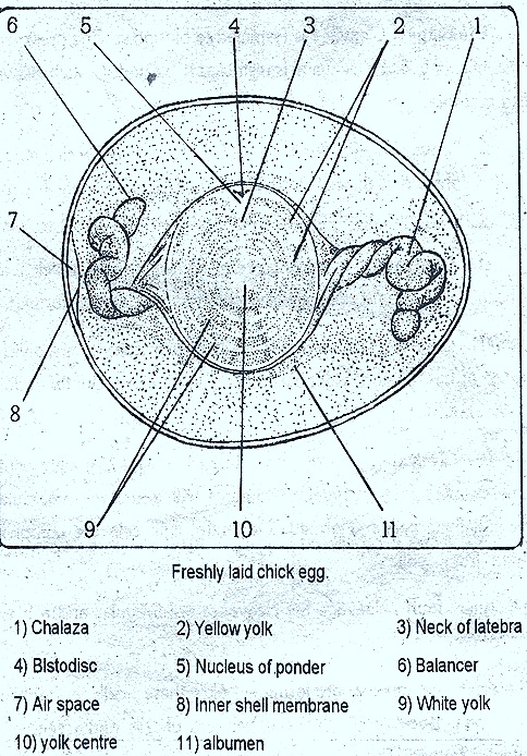 HEN'-EGG-embroyo HEN'-EGG-embroyo