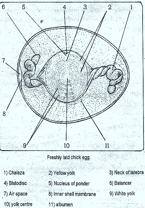 HEN'-EGG-embroyo