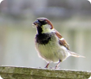 male house sparrow male house sparrow