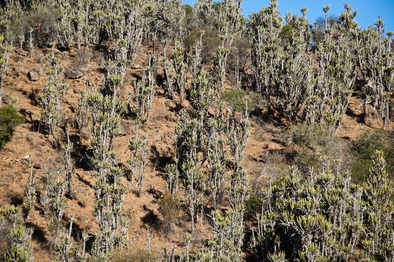 Trees on the Wild Coast