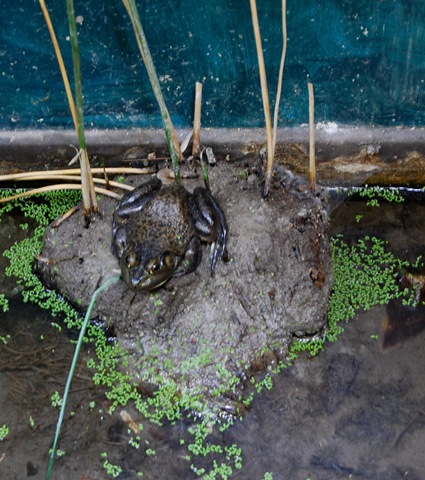 [aquarium%255B2%255D.jpg]