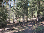 The trail to Mount Lola is pretty good. It gains 2,600 feet (while losing about 100 feet at the stat), and it is 5 miles one way