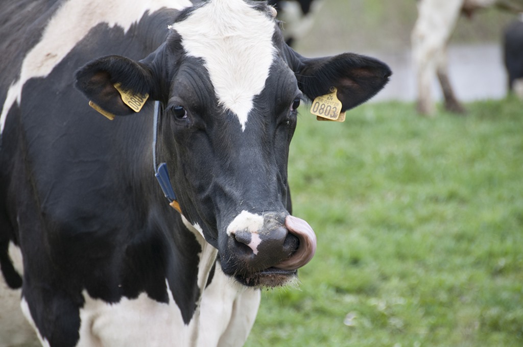 [Kosl%25C3%25A4pp-Gunnar%25C3%25B6d-apr-12_216_P%255B5%255D.jpg]