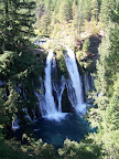 california_sequoia