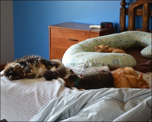 cats on the bed