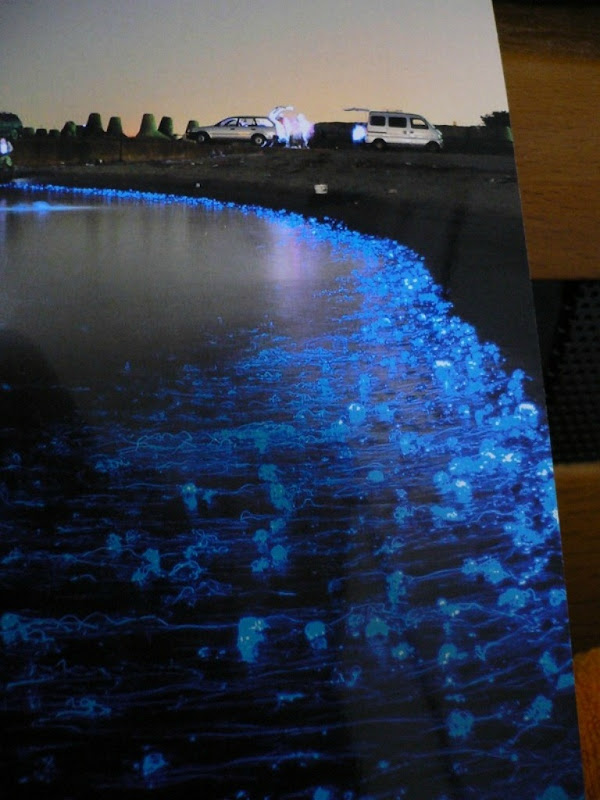 Firefly Squids in Toyama Bay, Japan | Amusing Planet