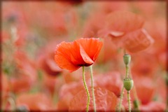 Poppy-Fields-4