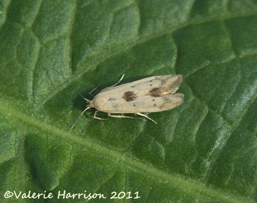 [Blastobasis-lacticolella%255B2%255D.jpg]