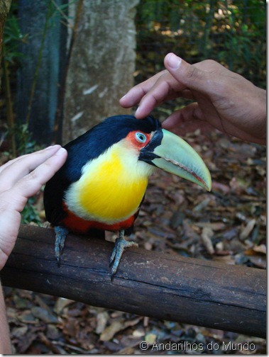 Tucano Parque das Aves Foz do Iguaçu BlogTurFoz