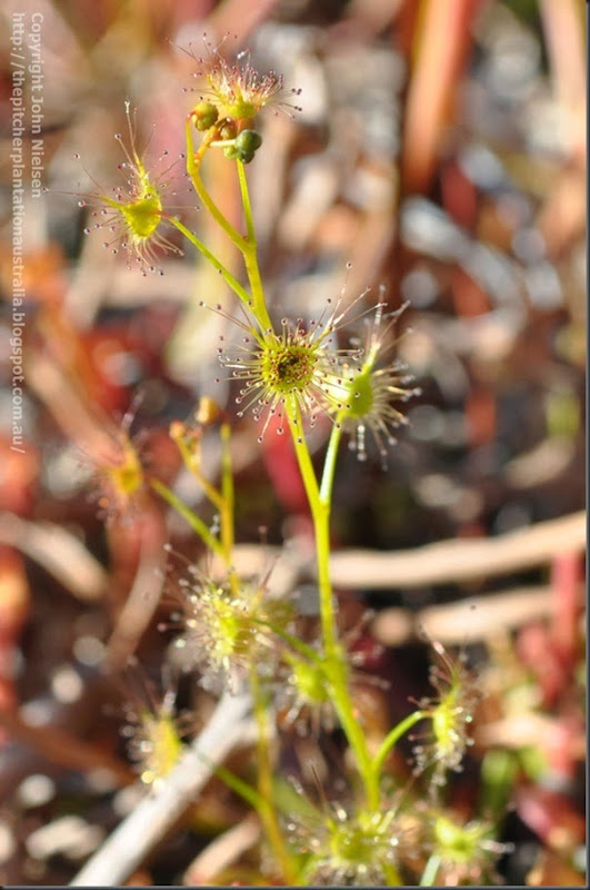 Drosera auriculata