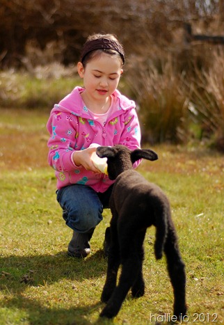 Lamb4 Lamb4