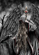 Angel Of Black Death