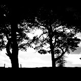 SONY DSC