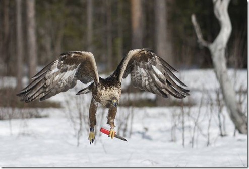 eagle