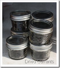 dried black currant, ray tousey, rhinebeck farmers market